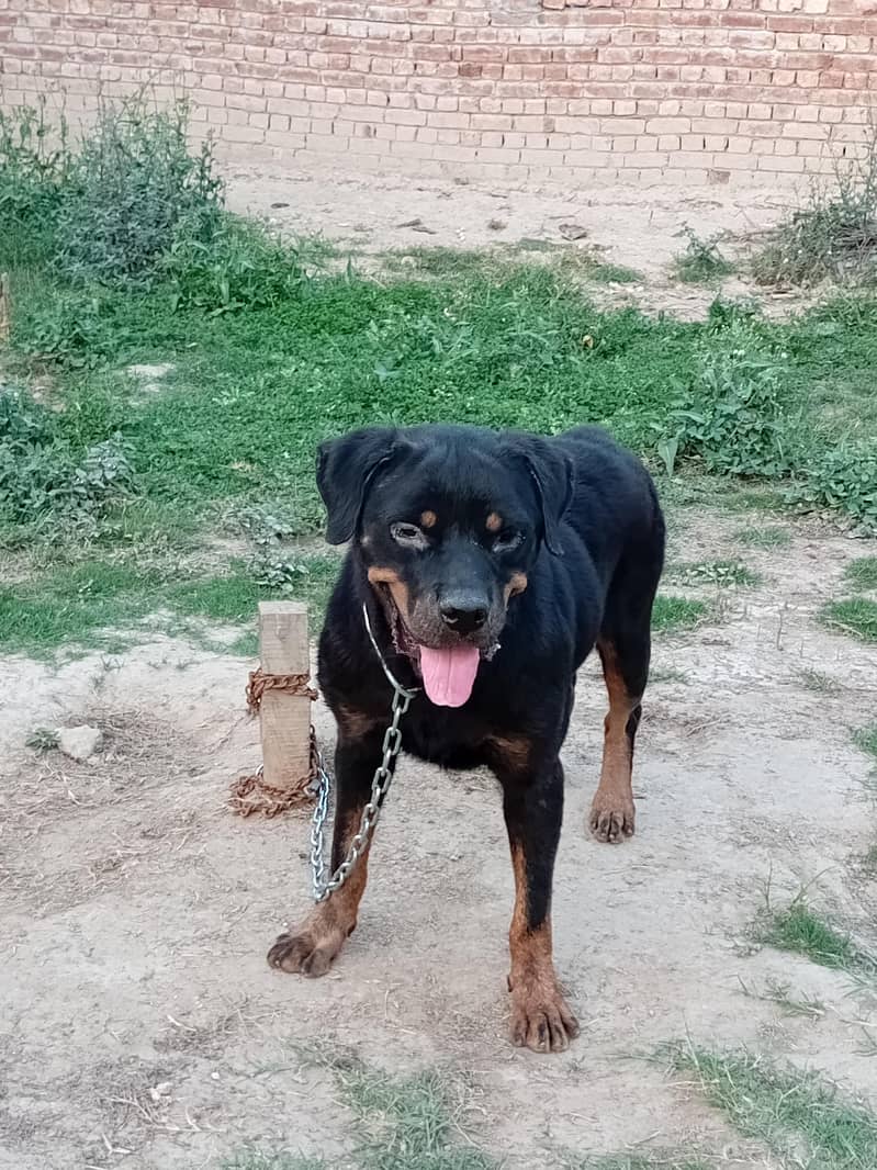 Rottweiler 2