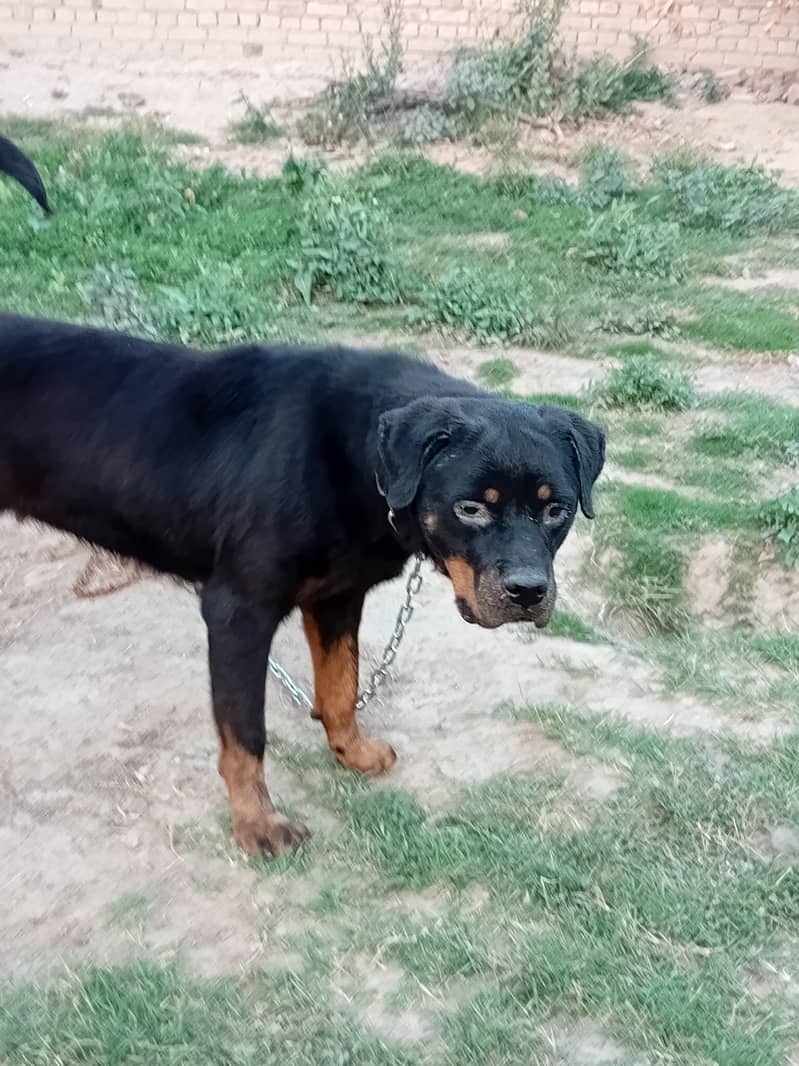 Rottweiler 3