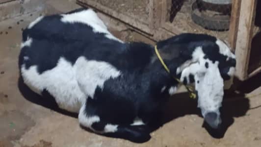 goat for sale cross goat for sale