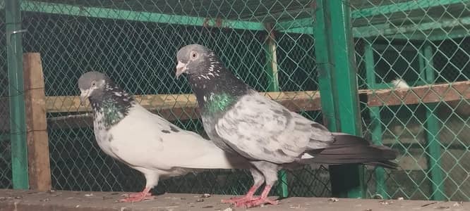 BREEDER  PAIR For sale