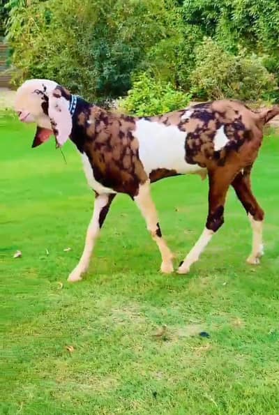 shera print bakra qurbani Kelly for sale. 03376219832