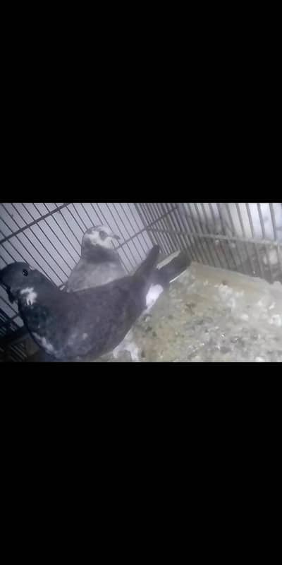 I'm selling my 2 patha for sale