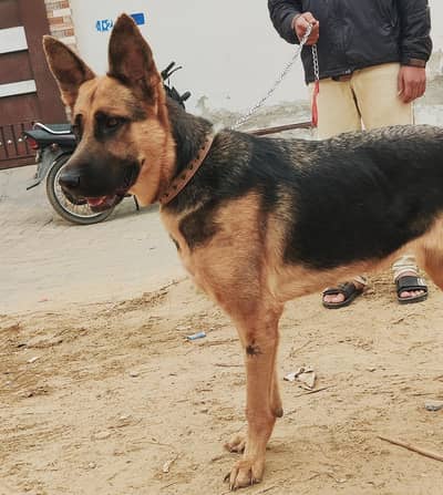 Germen Shephered Female