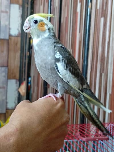 Pearl cockatiel Hand Tamed