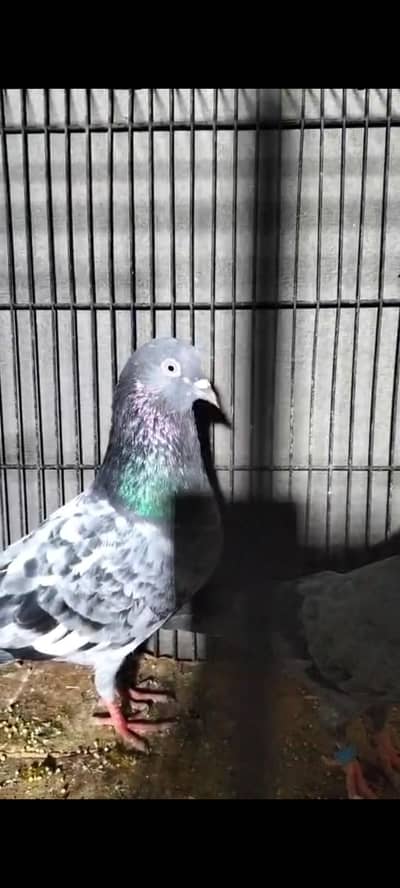 rampuri breeding Kabootar for sale