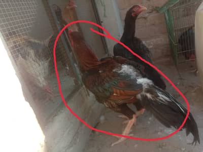 Pure lakaha Assel patha