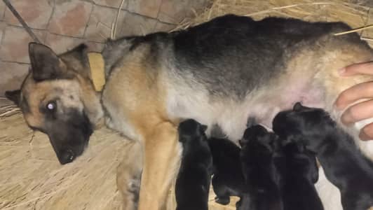 German shepherd puppies available