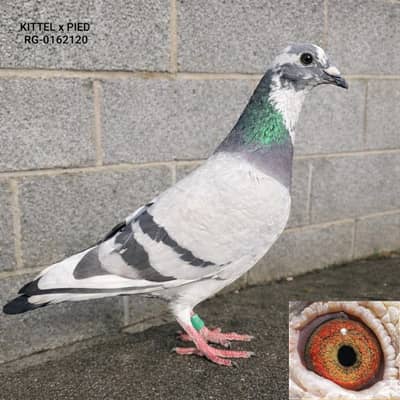 pigeon imported pedigree