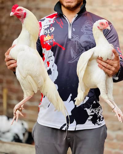 Aseel Heera 03041979402