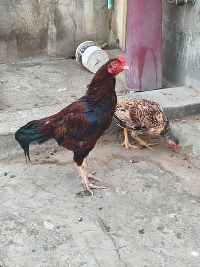 Aseel MianWali  pathy . chicks or hens.