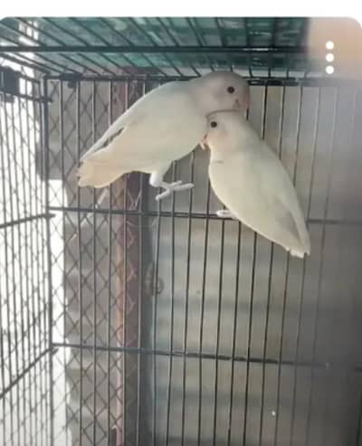 albino red n blk eyes bree young pairs n rainbow breeder pairs n pathy