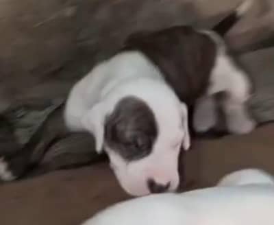 bully puppy male for sale