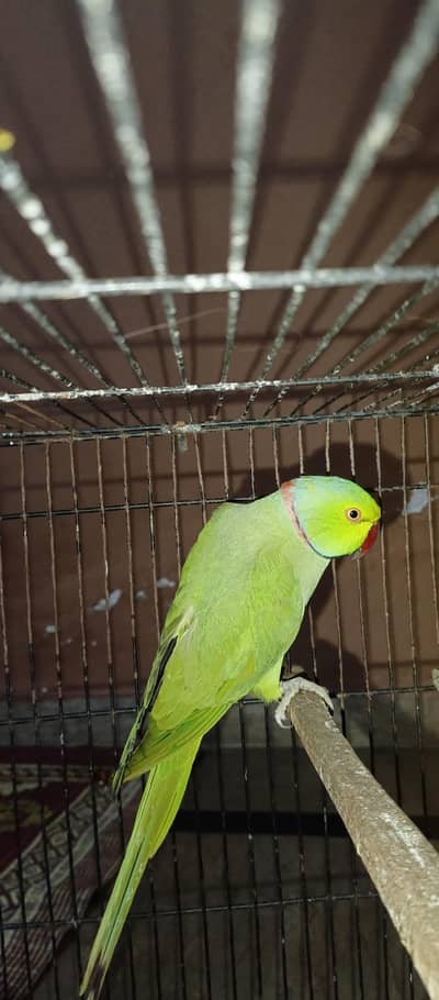 2 green Breader Mail