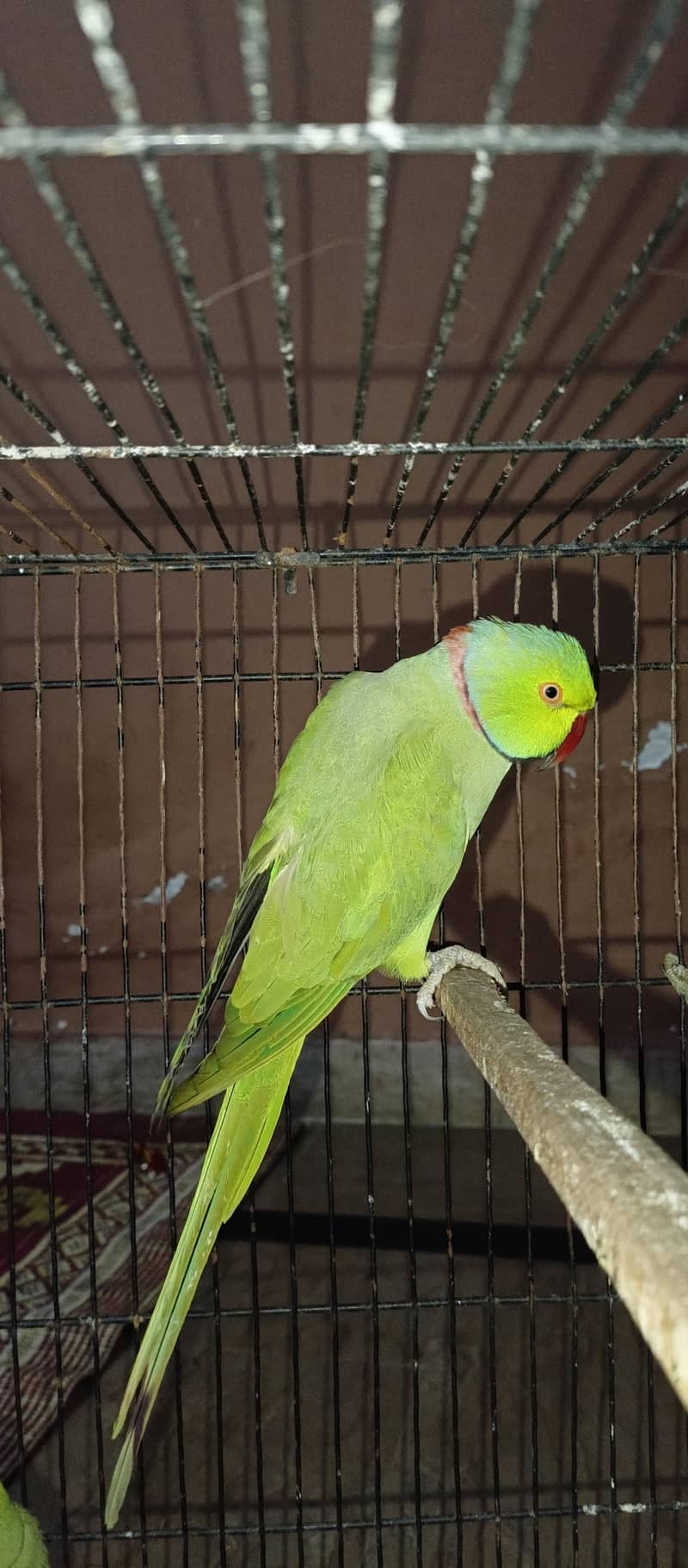 2 green Breader Mail 1