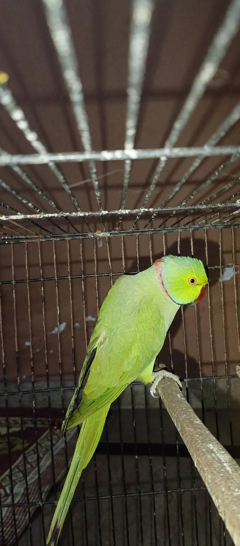 2 green Breader Mail 2