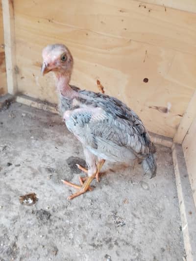 Saletha Aseel 2 month age number 03017204314