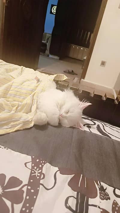 Percian Cat tripple coat