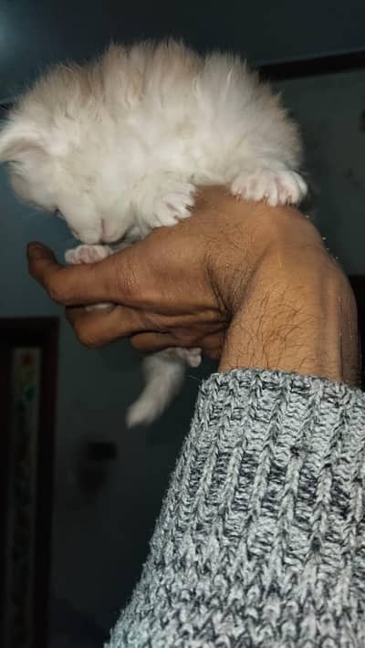 Persian cats doll face age 1 month