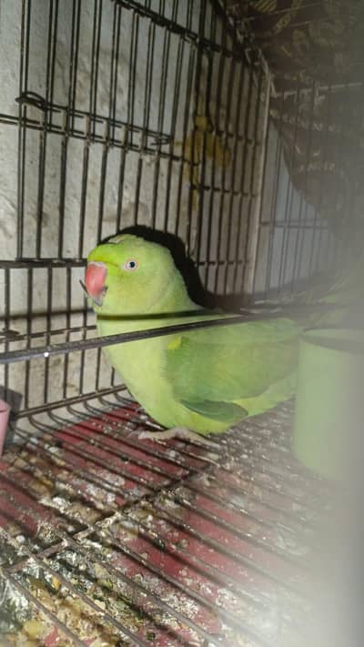 Green parrot female Breeder