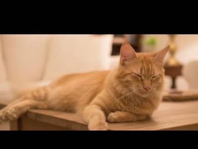 Beautiful Ginger Cat "Coco" for Adoption – Very Loving & Trained! 