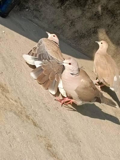 pair with egg, breeding pairs,