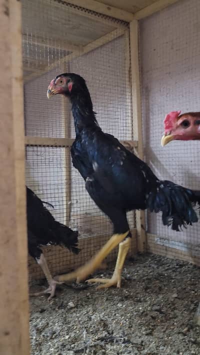 Shamo Male and Females