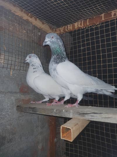 male female jory lagy hoy h andoo par aye hova ha