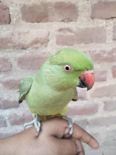 haath pe baithti hai price 8000 Contact number 03132657808