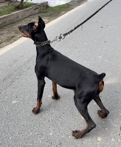 KCP Doberman male For sale