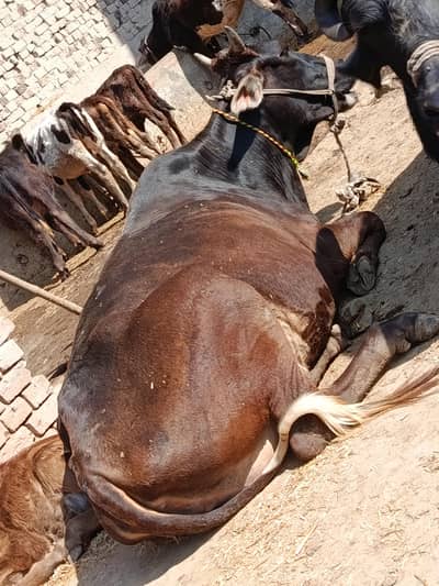 walati Cross Cow For Sale in Sahiwal
