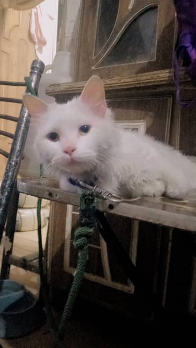 persain male catcat  8 months