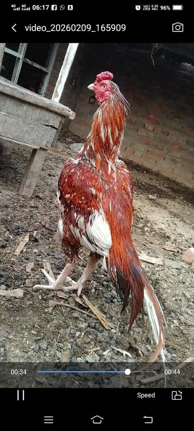 pour meyawali aseel murga  for sel