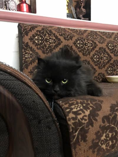 03234083332 cat ko sirf bath daina h sardi ki wajah sy nai dia