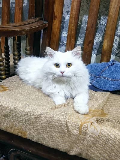 Fluffy Male cat