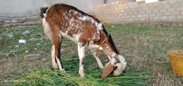Bakri Goat for Sale in Islamabad