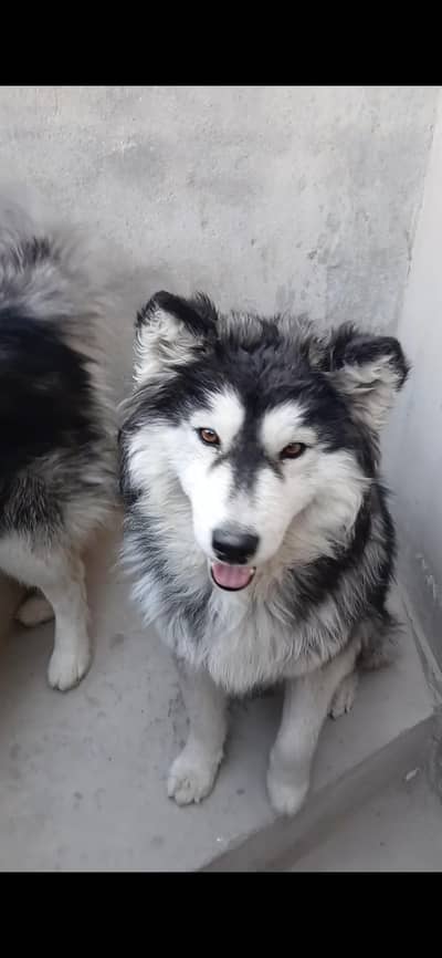 Siberian Husky   11 months old female