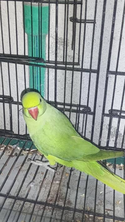 parrot for sale