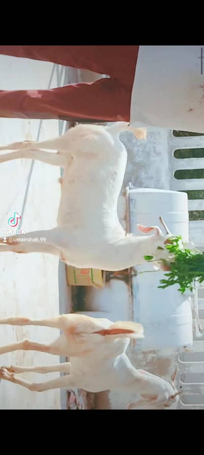 Khassi Bakray Avalaible For Qurbani 2026. .