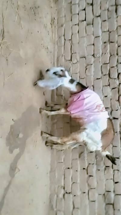 bakra