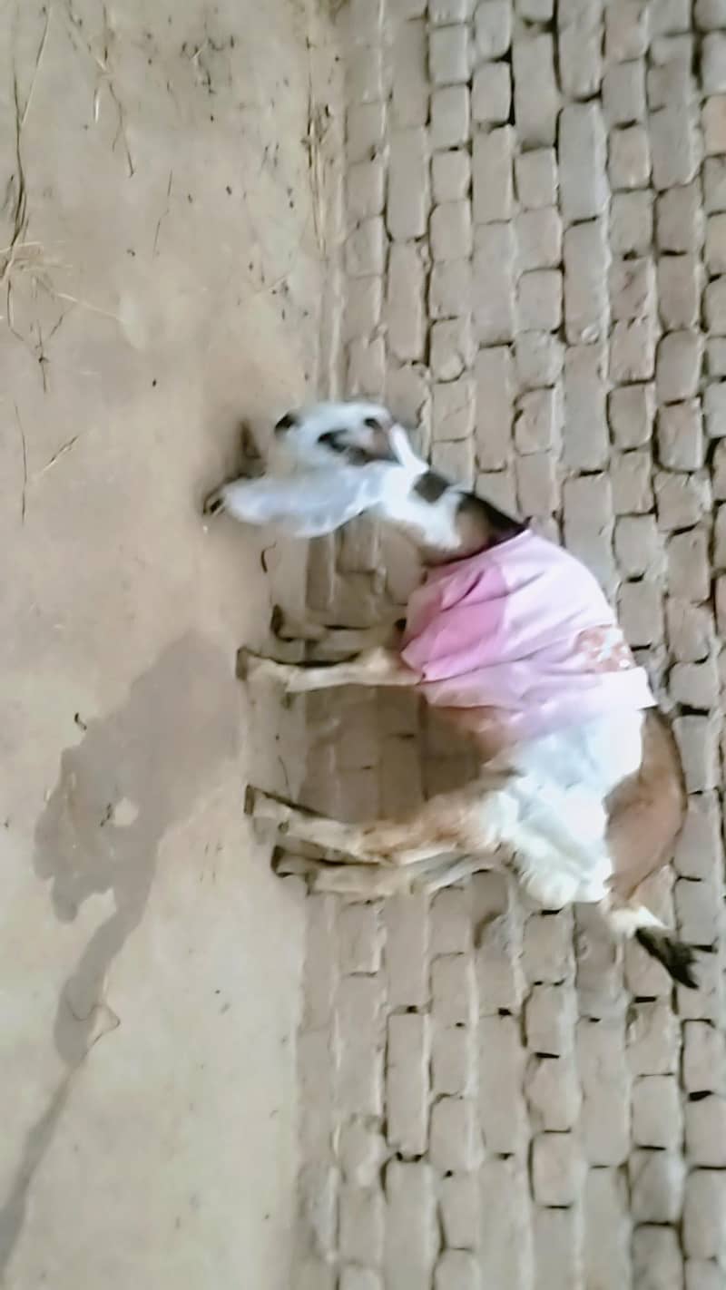 bakra 0
