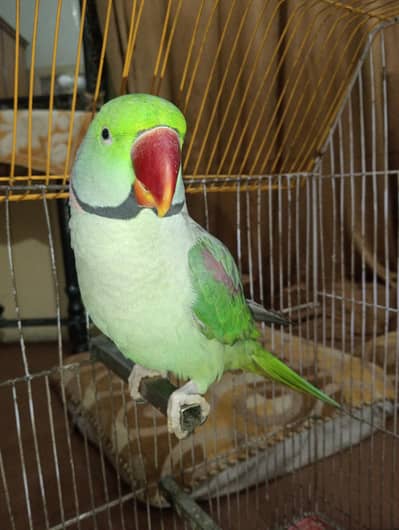 Kashmiri parrot 