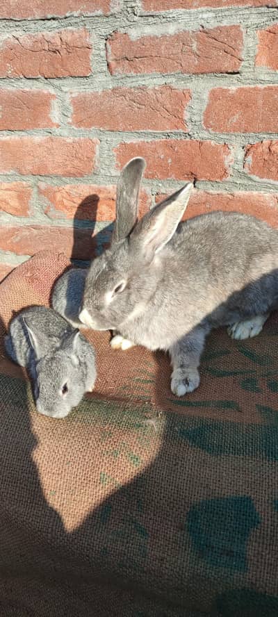 rabbits nuziland wight