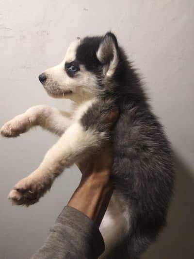 Husky puppieblue eyes  female for sale