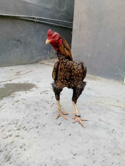 ASEEL SHAJRA MIANWALI