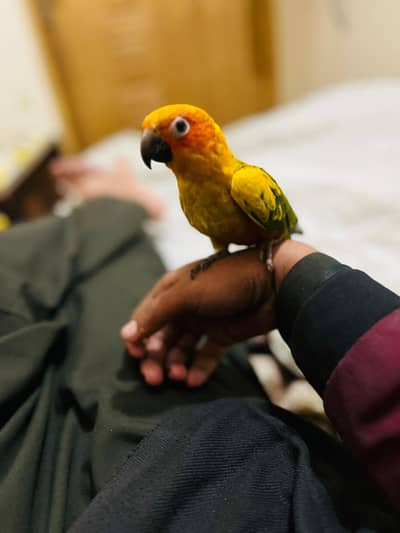 suncnore tame parrot