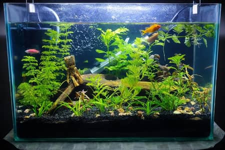 custom planted aquariums and aquascaping