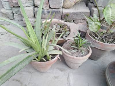 Aloe Vera Plant with small Pot