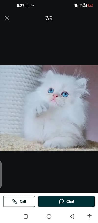 Persian/cat/for sale/Mel aur female/my/ WhatsApp/ number/03214/3907/46