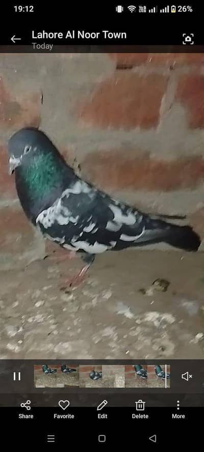 for sale high breder hai