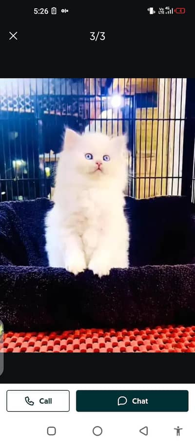 Persian/cat/for sale/Mel aur female/my/ WhatsApp/ number/03214/3907/46